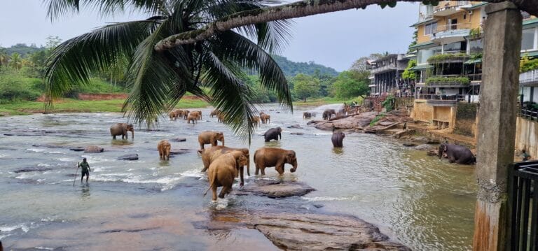 Sri Lanka, Elephants and egghoppers, our culinairy journey