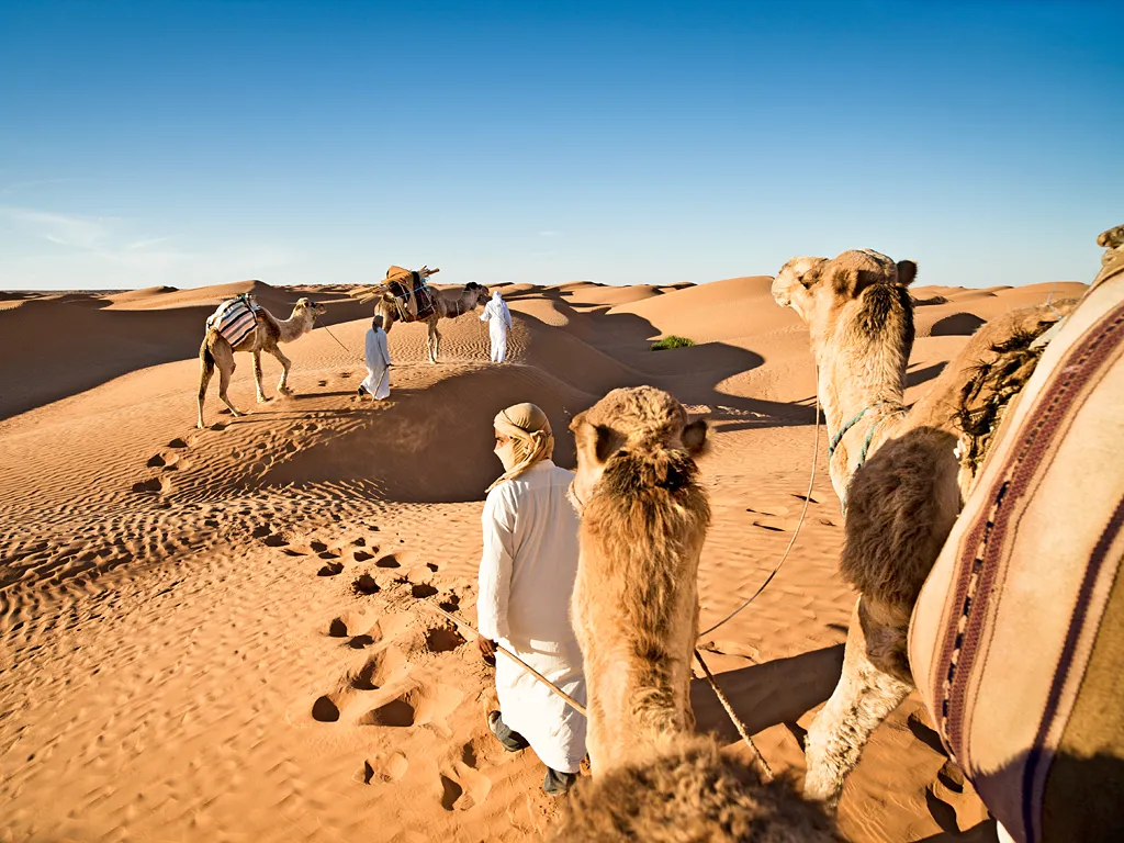 Sahara camel ride
