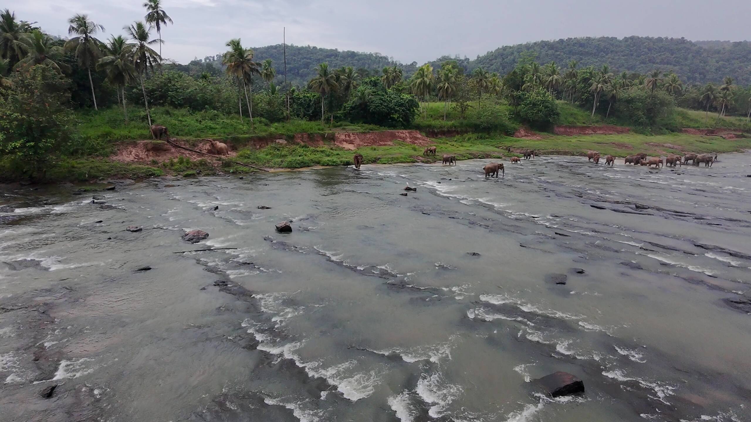 Elephants at Pinnawala, Sri Lanka