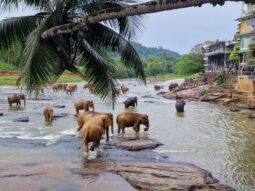 Sri Lanka, Elephants and egghoppers, our culinairy journey